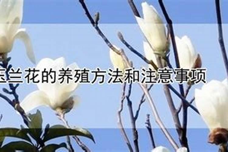 玉兰花怎么养才长得好