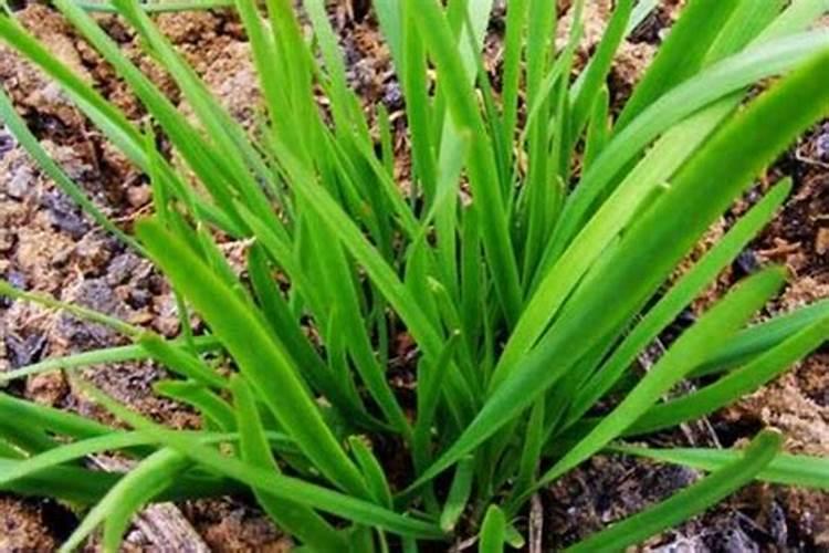 韭菜种植长“干尖”,应该怎么改善呢