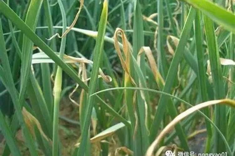 韭菜种植长“干尖”,应该怎么改善呢？