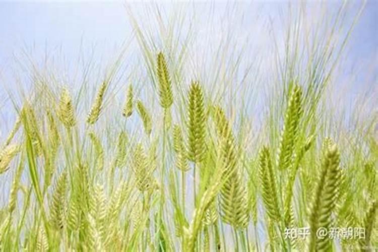 小麦拌种能用芸苔素吗