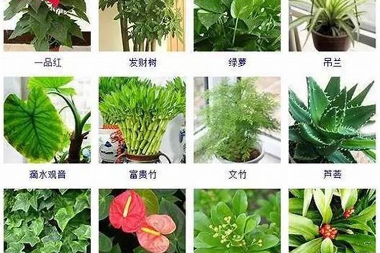 观叶植物施肥要多氮吗