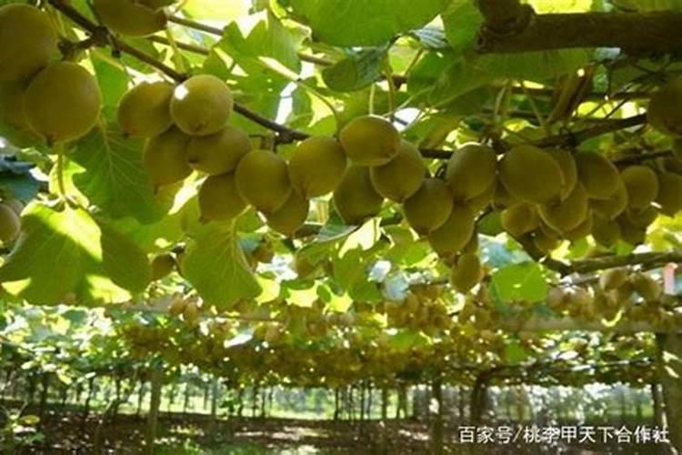 猕猴桃果发绿,应该怎么改善呢？