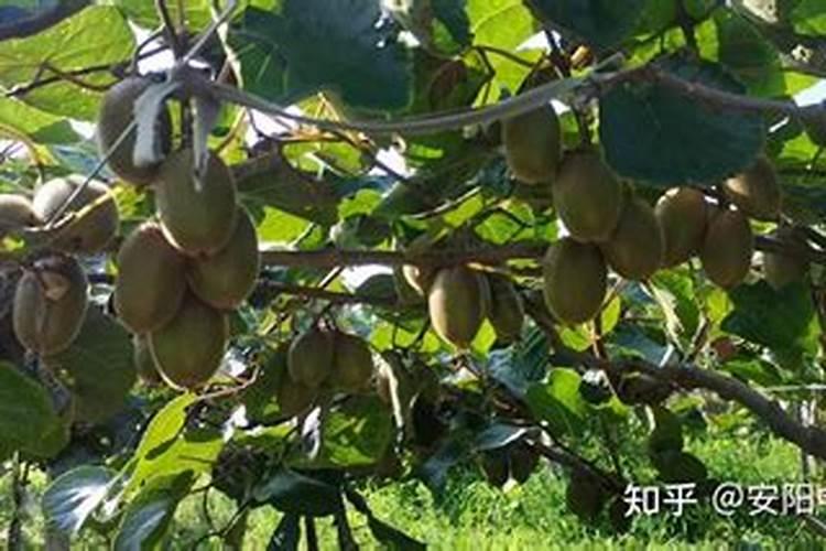 为何猕猴桃种植需要特别补充钾元素？罗布泊钾肥的优势在哪里？