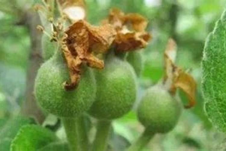 什么肥料膨大快