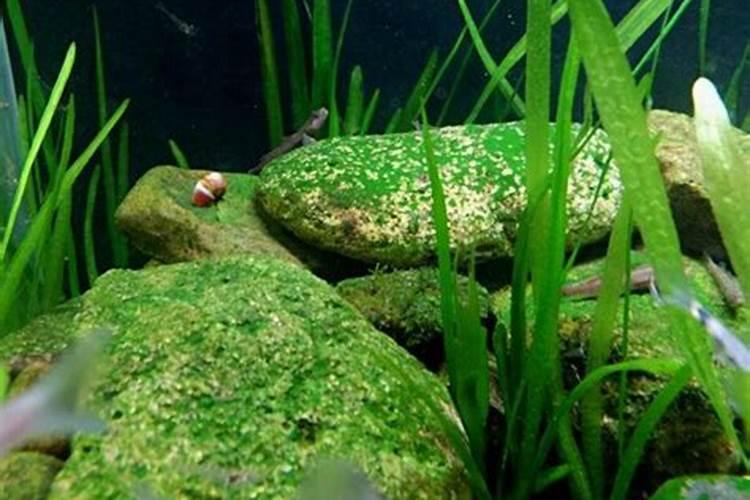 如何避免草缸中长青苔？