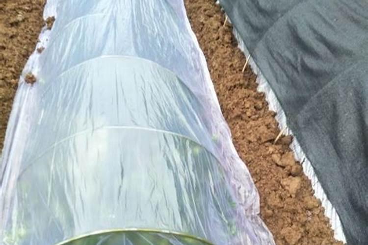 葡萄生根肥什么时候施最好