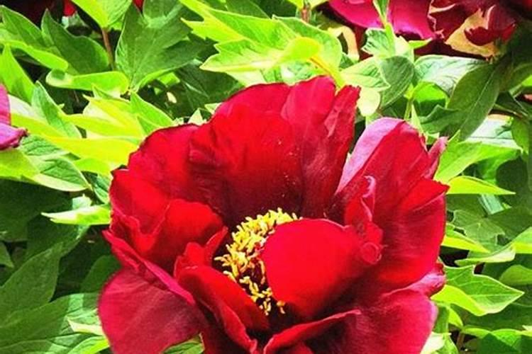 洛阳牡丹怎么养长的好