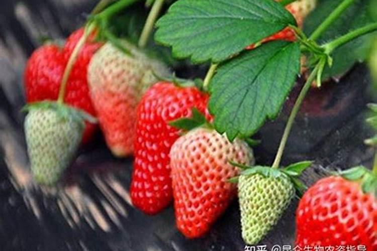 草莓用什么叶面肥效果好？草莓用什么肥料结果多？