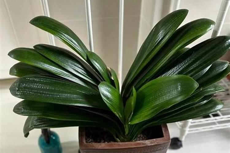 君子兰最喜欢什么肥料