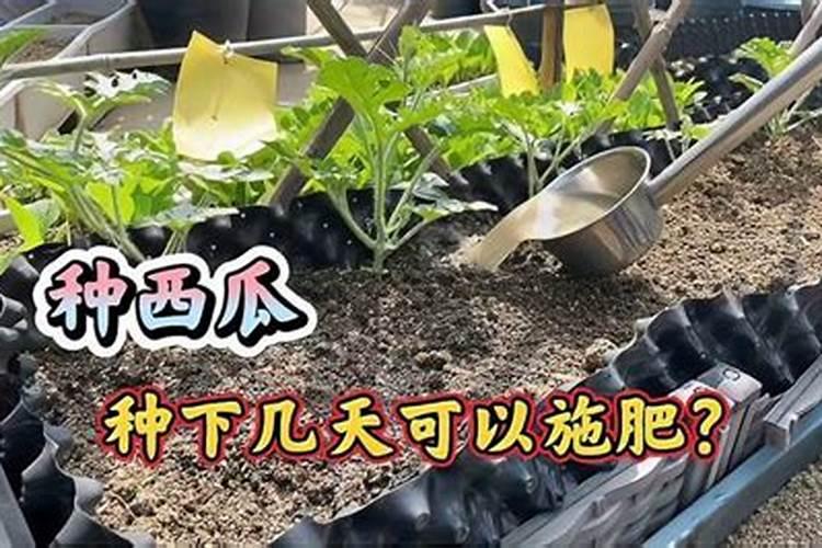 甜瓜苗什么时候可以打叶面肥