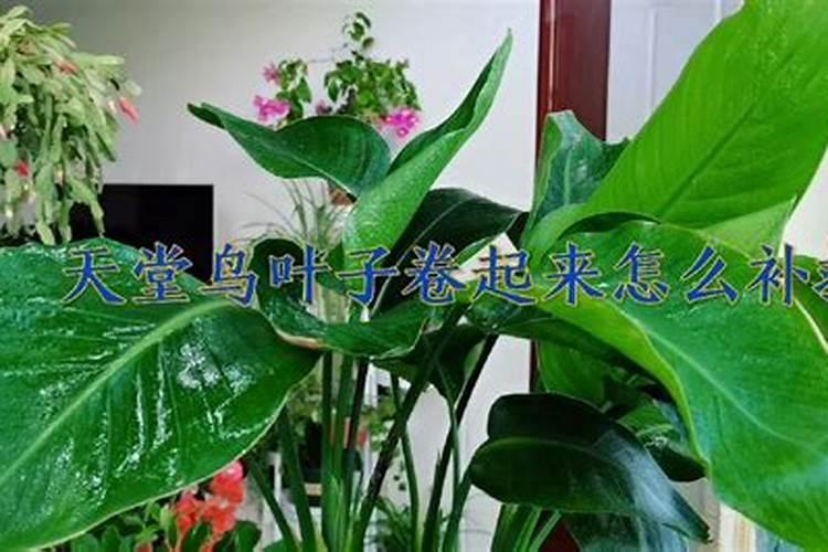 天堂鸟如何养护