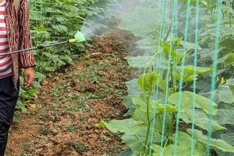 瓜果蔬菜叶面肥的正确使用方法(什么时候打叶面肥好)