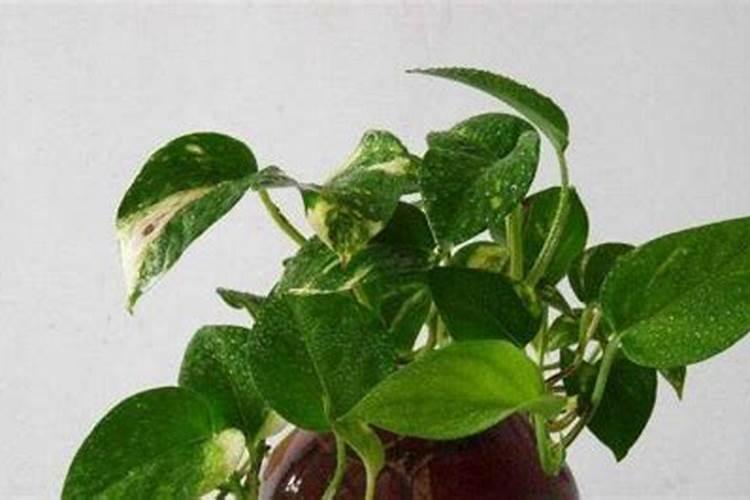 绿萝能施磷肥复合肥和尿素吗