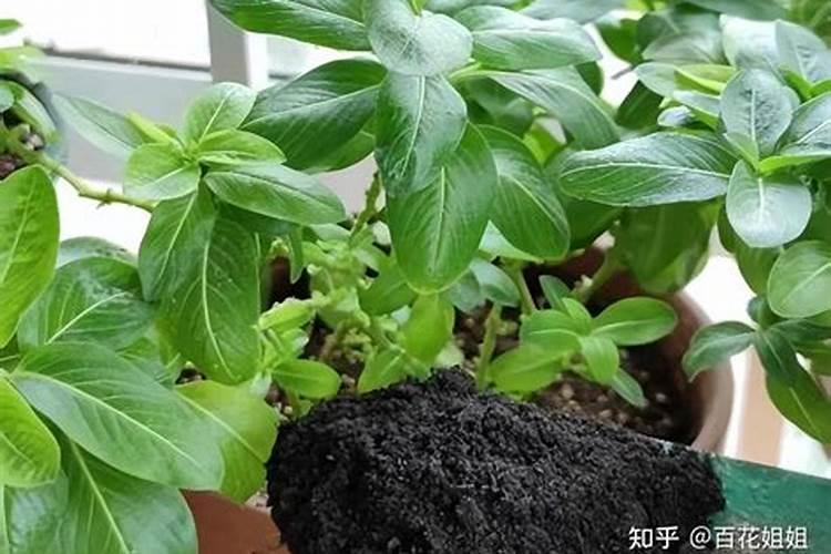 在养花时如何使用磷肥