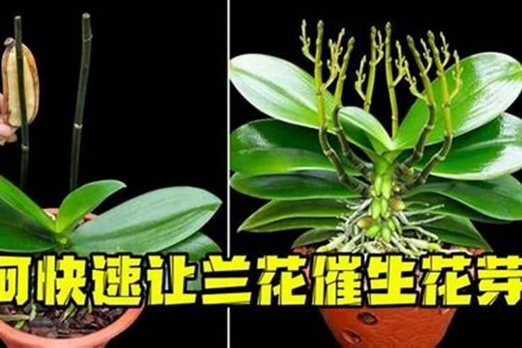 兰花如何施硼肥