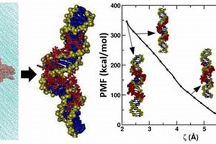 鲈鱼肚子里的白色的像肥肉似的