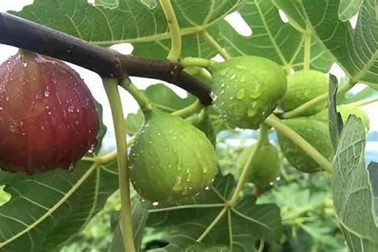 无花果不红打什么药