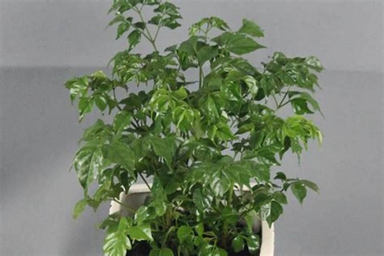 花卉几天施肥一次最好