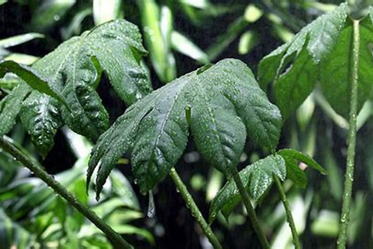 种植花草,某种肥料怎么用最有效,使用时间周期是怎样的