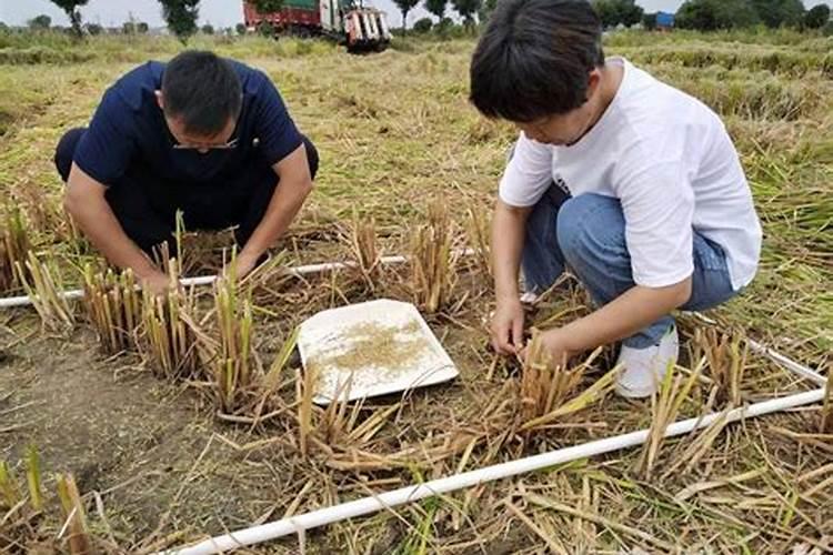 请问专家:中稻田在什么时间段施钾肥,标准亩施多少？