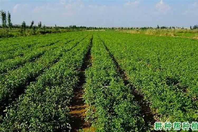 微生物有机碳肥,比微生物肥还好的肥料!值得一看