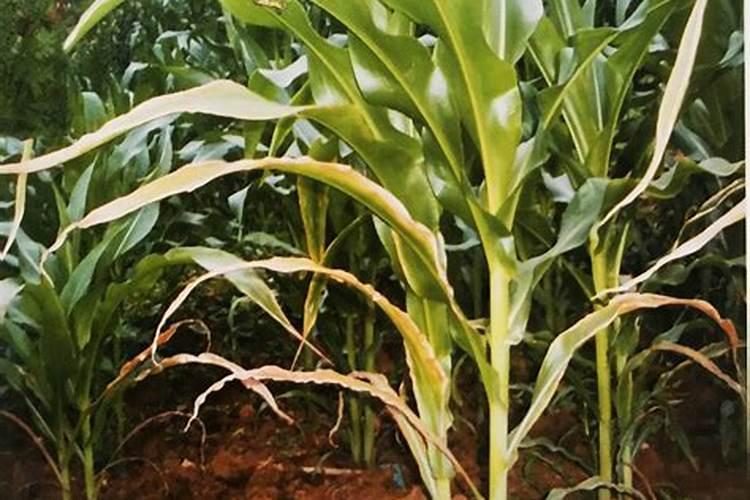 玉米缺肥的症状及原因是啥？