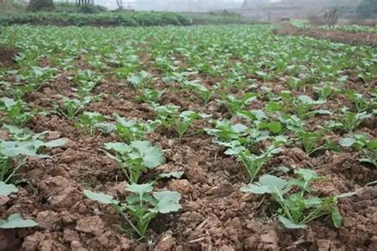 老鸦柿如何施硼肥