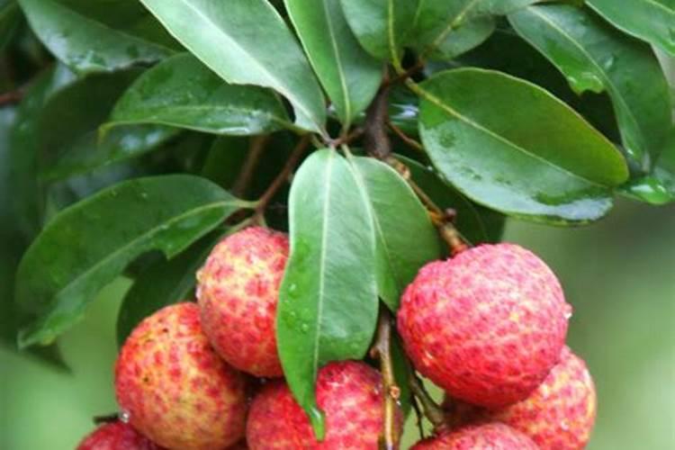 荔枝施什么肥料最好