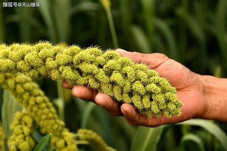 谷子用什么肥料的配比