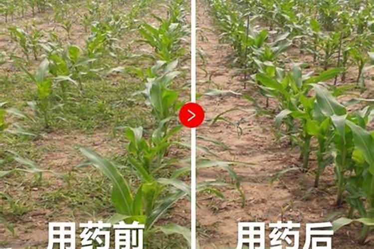芸苔素磷酸二氢钾对玉米有啥好处