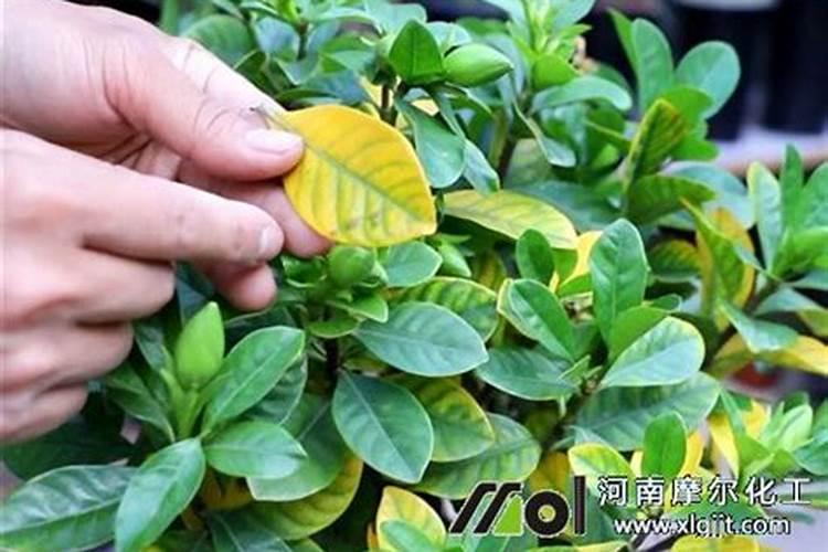 一斤白醋浇韭菜的方法