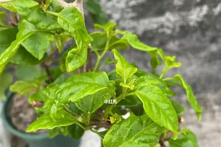 三角梅肥料过多叶子卷怎么办