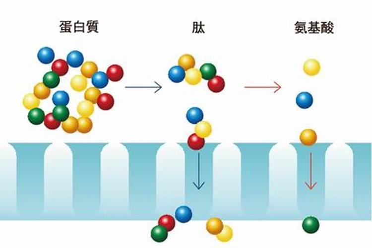 鱼蛋白氨基酸水溶肥的功效