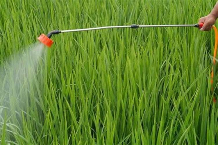 芸苔素142428哪个好