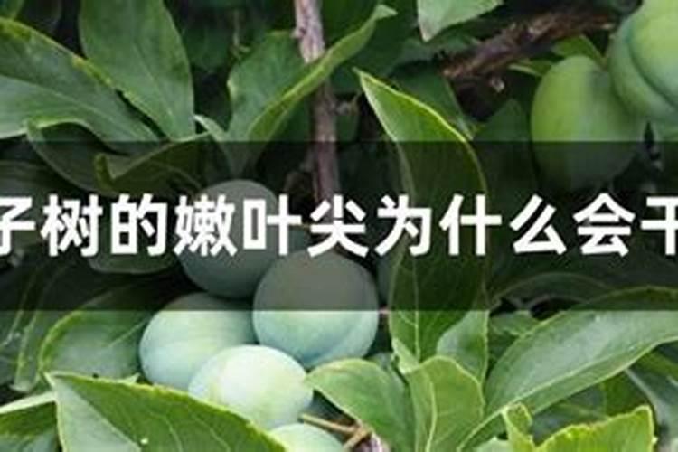 李子缺素有哪些原因？李子苗种植如何防缺素？「英英李子园」