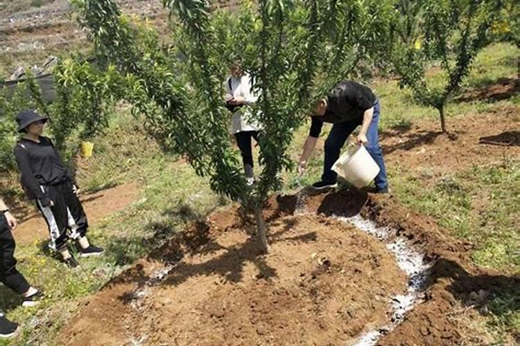 葡萄种植中几种严重施肥误区