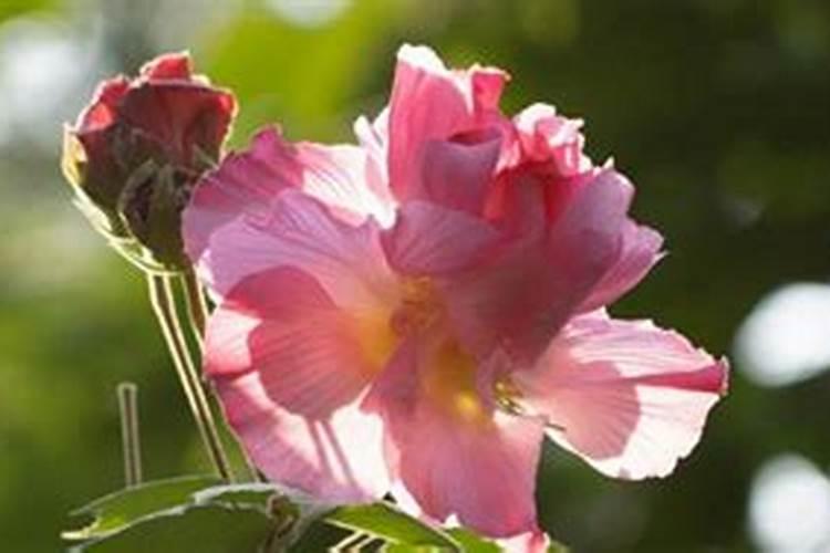 芙蓉花浇什么肥最好