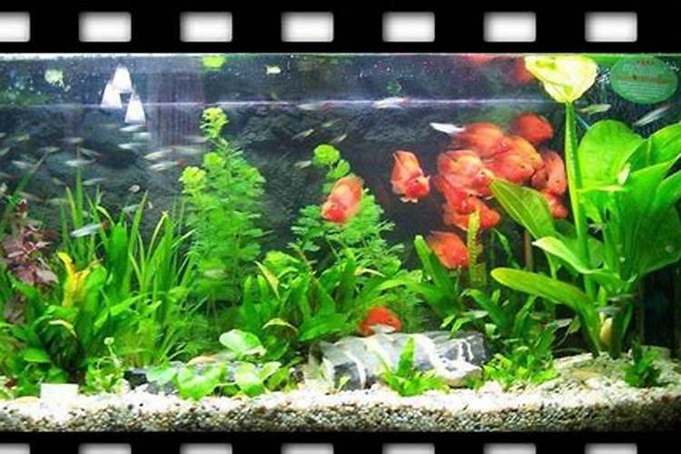 鱼缸水肥对鱼有影响吗,鱼缸水肥怎么解决