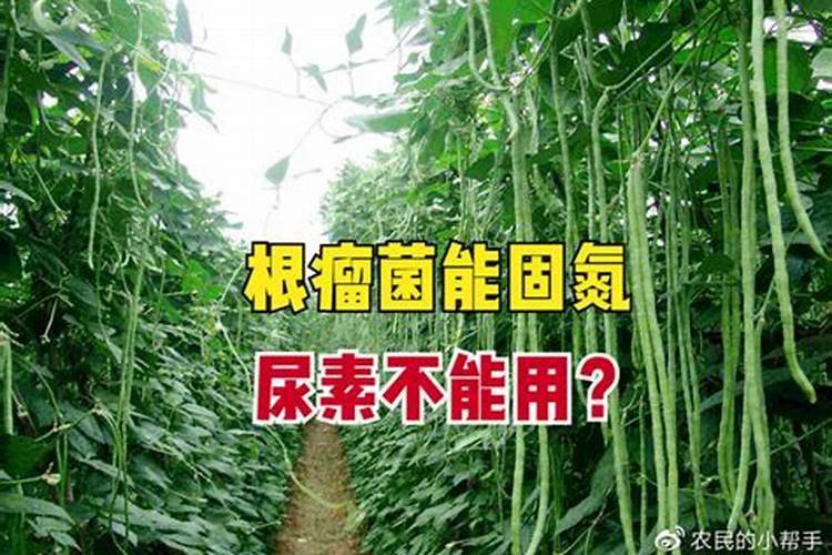 豆角最忌什么肥料