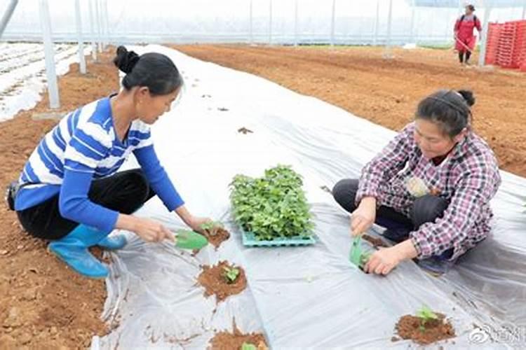 辣椒移栽后几天施肥