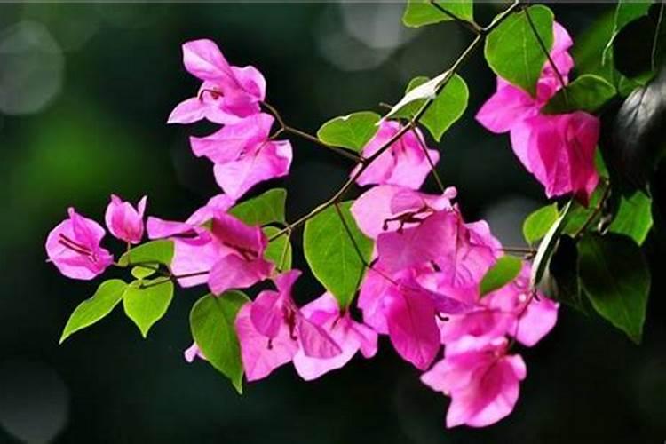 养花氮磷钾口诀,氮磷钾肥怎样施肥效果好