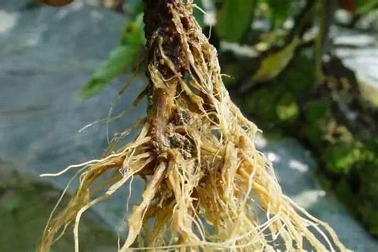 植物根系不发达缺什么肥呢？