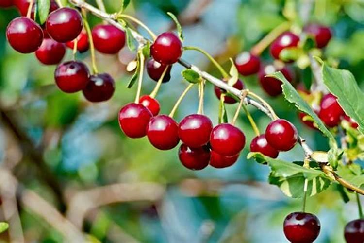 樱桃膨大期追施用的肥料？樱桃结果期用什么肥料产量高？