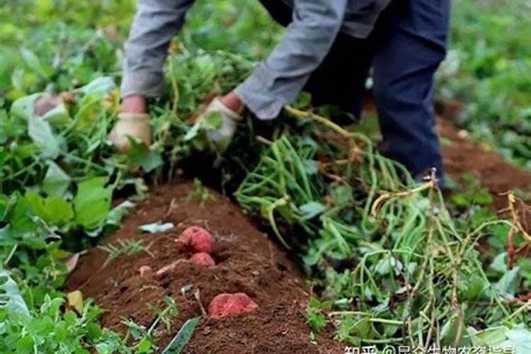 硼肥对红薯有什么作用 最佳使用时间