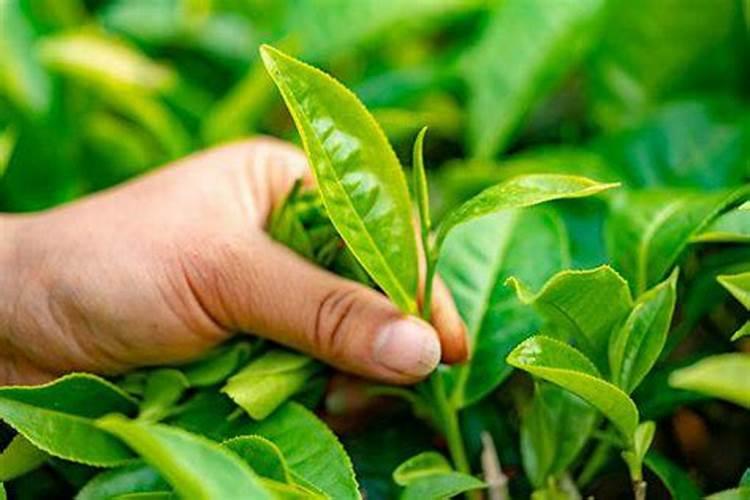 茶叶多久才可以浇花施肥