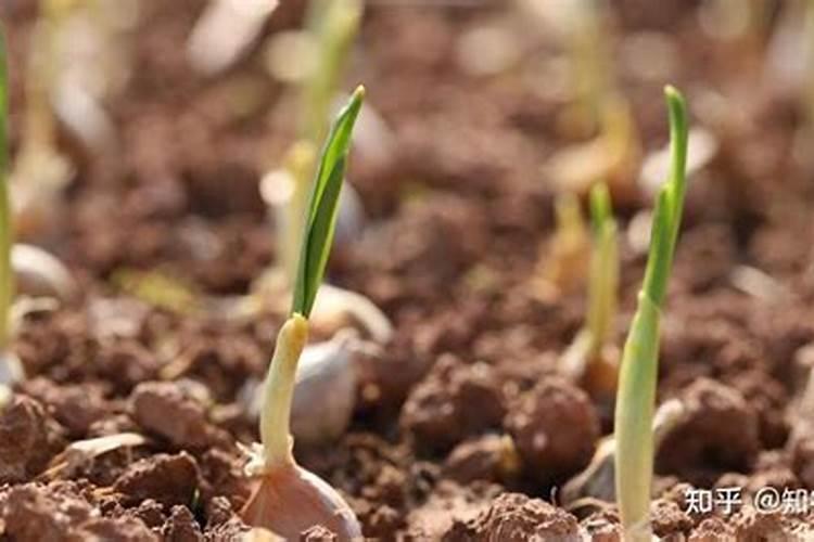 大蒜种植能用二铵作底肥吗,如果用的话需要注意哪些用量和搭配问题？