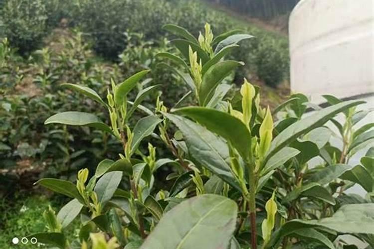 茶叶化肥使用方法