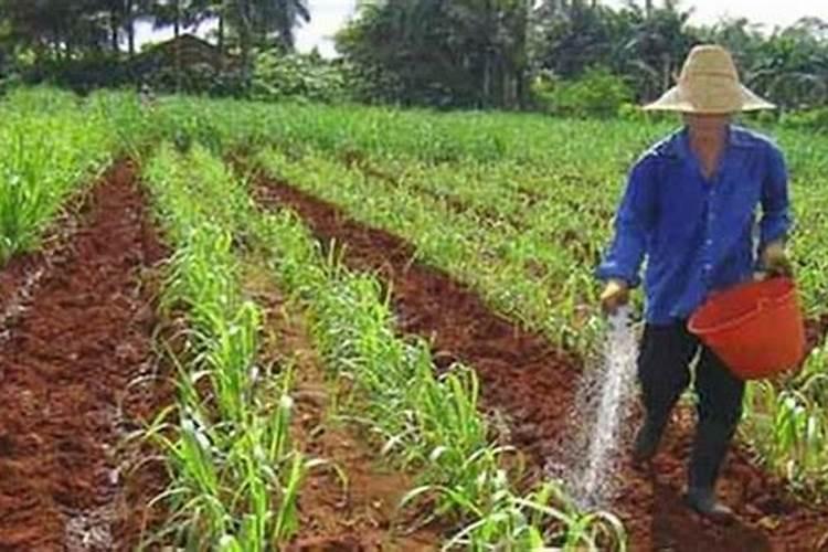 复合肥施肥后要浇水吗