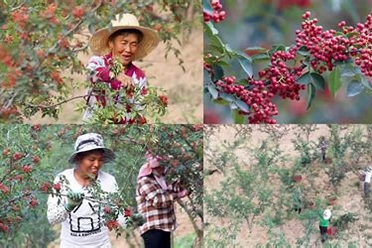 花椒树施什么肥较佳