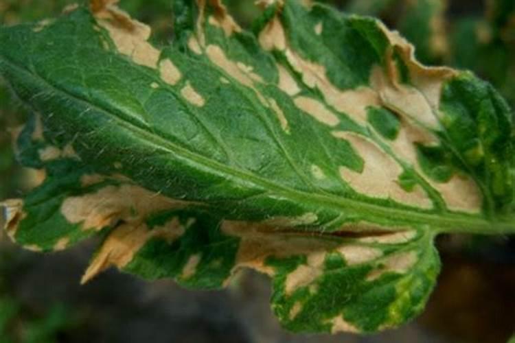 芸苔素和控旺药能一起用吗